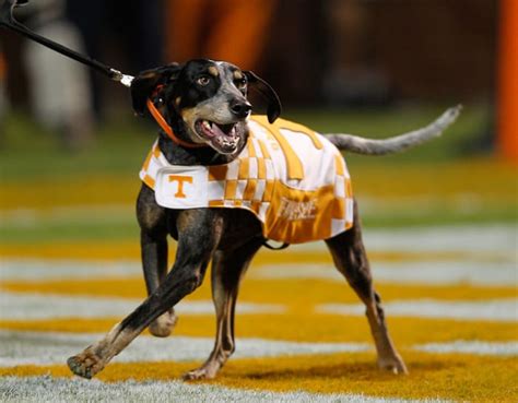 The Tennessee Volunteers Mascot: More than Just a Costume
